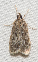 Scoparia basalis