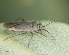 Lopidea