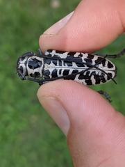 Plectrodera scalator