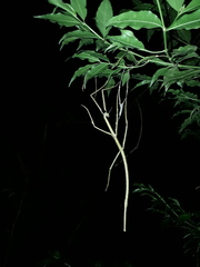 Cladoxerus cryphaleus