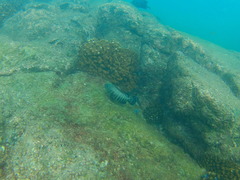 Cephalopholis panamensis