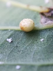 Neuroterus quercusbaccarum