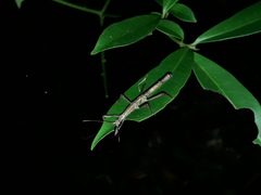 Pygirhynchus toledopizai