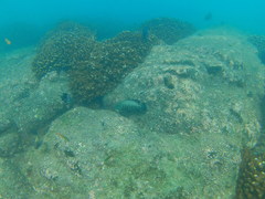 Cephalopholis panamensis