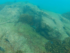 Cephalopholis panamensis