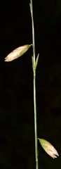 Melica mutica