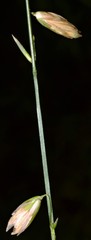 Melica mutica