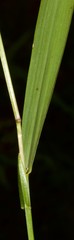 Melica mutica