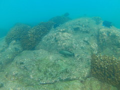 Cephalopholis panamensis