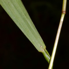 Melica mutica