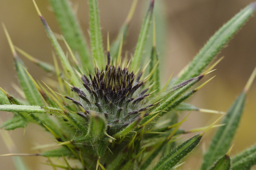 Cirsium vulgare