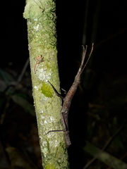 Pygirhynchus toledopizai