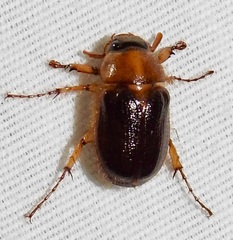 Cyclocephala robusta