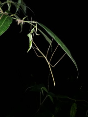 Cladoxerus cryphaleus