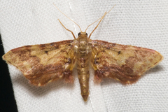 Idaea furciferata