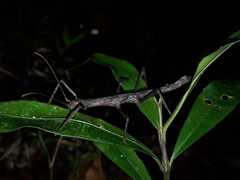Pygirhynchus toledopizai