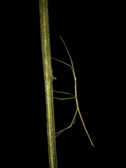 Cladoxerus cryphaleus
