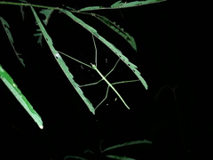 Cladoxerus cryphaleus