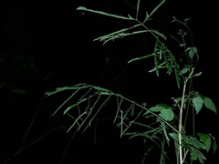 Cladoxerus cryphaleus