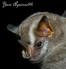 Vampyriscus nymphaea