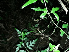 Cladoxerus cryphaleus