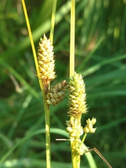 Carex complanata