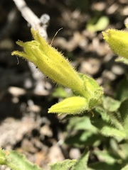 Silene parishii