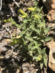 Silene parishii