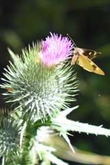 Argopteron aureipennis