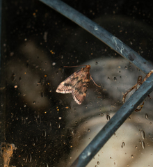 Aglossa disciferalis