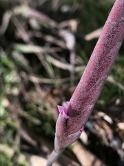 Tillandsia incarnata