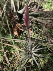 Tillandsia incarnata