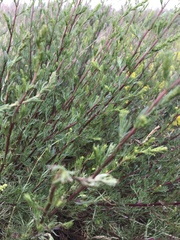 Artemisia vulgaris vulgaris