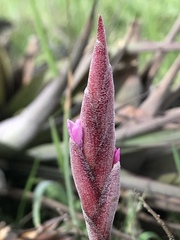 Tillandsia incarnata