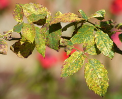 Phragmidium tuberculatum