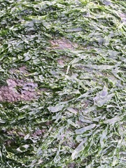 Ulva fasciata