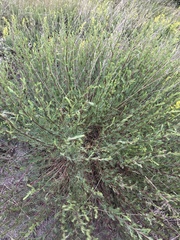 Artemisia vulgaris vulgaris