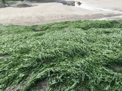 Ulva fasciata