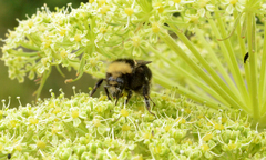 Bombus caliginosus