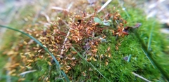 Leptobryum pyriforme