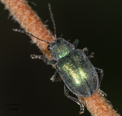 Colaspidea