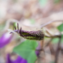 Maurandya barclayana