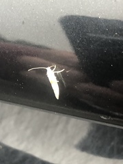 Argyresthia oreasella