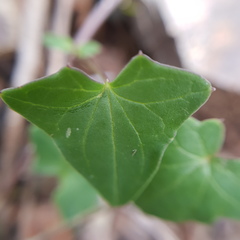 Maurandya barclayana