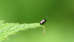 Phyllotreta striolata