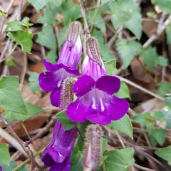 Maurandya barclayana