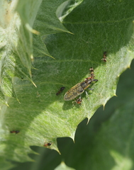 Lixus cardui