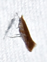 Tischeriidae