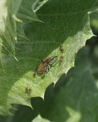 Lixus cardui
