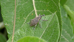 Lepyrus oregonus